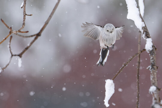 シマエナガ Images Browse 1 171 Stock Photos Vectors And Video Adobe Stock