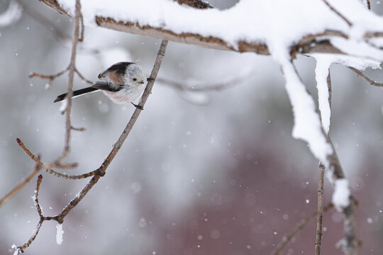 なごり雪」の写真素材 | 7,780件の無料イラスト画像 | Adobe Stock
