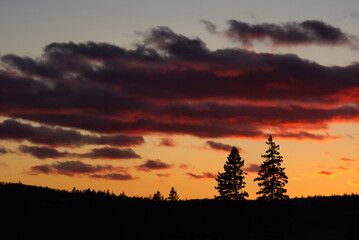 Spruce trees against dramatic sunset, Millvale, Prince Edward Island, Canada