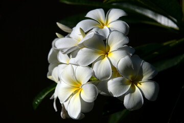 Blossoming Frangipani flower. White plumeria rubra flowers. Frangipani flower on spring.