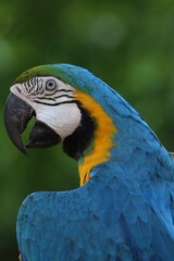 Close up head the Blue and yellow macaw parrot bird in garden