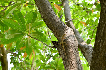Red neck thai chameleon on tree and natural green background., chameleon lizard on the tree. 