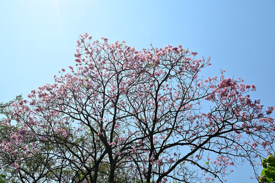 Pyinma Images – Browse 123 Stock Photos, Vectors, and Video | Adobe Stock