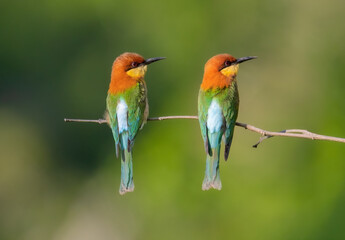 Chestnut-headed Bee-eater birds on the tree in the natural forest