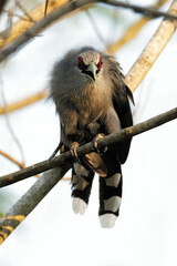 Green-billed Malkoha, Rhopodytes tristis birds on the tree in the natural forest
