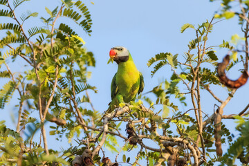 Red-breasted Parakeet or parrot bird on a tree in sumer.