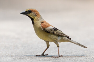 Plain-backed sparrow bird standing on the ground