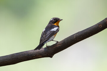 Mugimaki Flycatcher birds on the tree in the natural forest