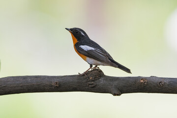 Mugimaki Flycatcher birds on the tree in the natural forest
