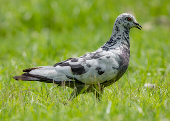 Rock dove bird standing on the grass.