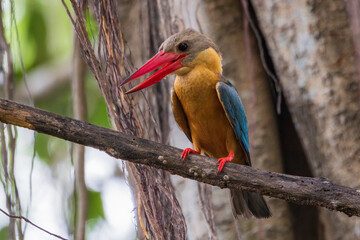Stork-billed Kingfisher bird on the tree in the natural