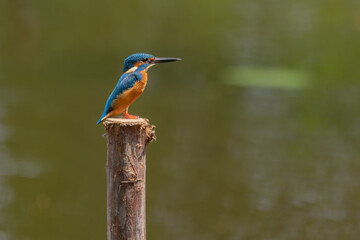 Common kingfisher bird on the tree in the natural