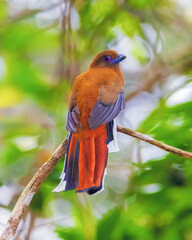 Red-headed Trogon, Harpactes erythrocephalus Colorful birds on the tree in the natural forest