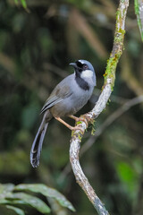 black-throated laughingthrush, Pterorhinus chinensis birds on the tree in the natural forest