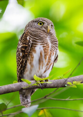 Asian Barred Owlet, Glaucidium cuculoides birds on the tree in the natural forest