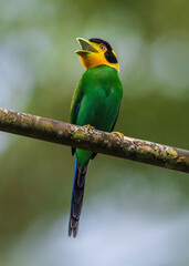 Long-tailed Broadbill , Psarisomus dalhousiae Bird on the tree in the natural forest