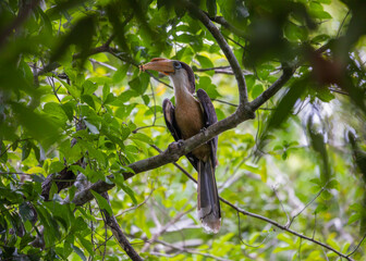 Tickell's brown hornbill birds on the tree in the natural forest.