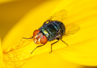 Close up fly on sunflower.