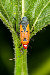 Close up man-faced bug on green leaf.