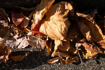 Dried leaves on the ground