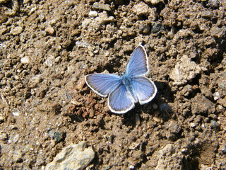 アルプスの蝶
Butterfly Alps