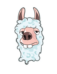 alpaca
