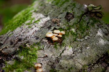 Fototapeta premium Mushrooms along the side of a hiking train in an Ontario Provincial park.