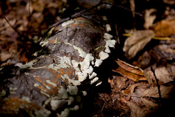 Mushrooms along the side of a hiking train in an Ontario Provincial park.