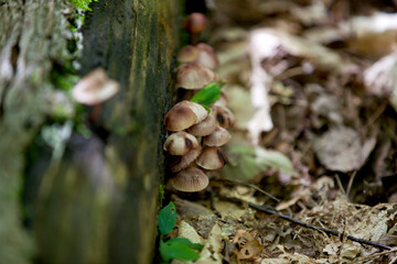 Mushrooms along the side of a hiking train in an Ontario Provincial park.