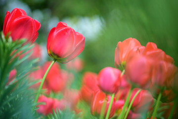 Bright red tulip flowers blooming on outdoor flowerbed on sunny spring day