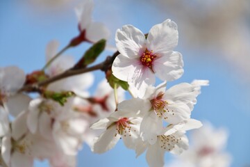 桜クローズアップ（染井吉野）