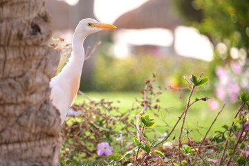 White cattle egret wild bird, also known as Bubulcus ibis walking on green lawn in summer