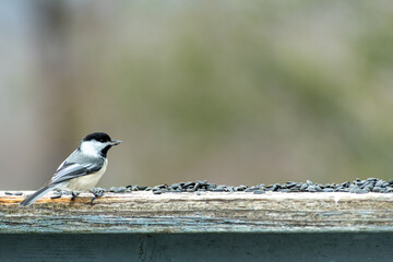 Chickadee on a Railing with Sunflower Seeds
