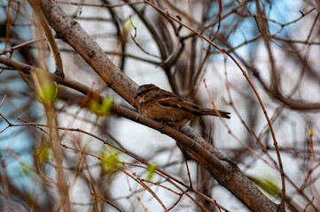 Sparrows on a warm, springtime, sunny day!