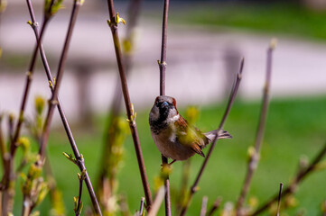Sparrows on a warm, springtime, sunny day!