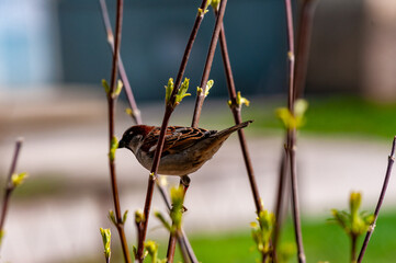 Sparrows on a warm, springtime, sunny day!