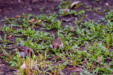 Sparrows on a warm, springtime, sunny day!