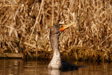 Front view of a Double-crested Cormorant in water with a turned head and upturned bill