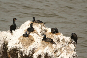 A group of Brandt's Cormorants  nesting on a rock on the Oregon Coast