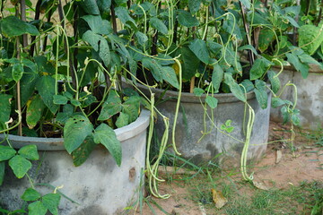 Long beans are planted in a cement pond in the garden.