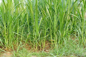 green grass background for fodder