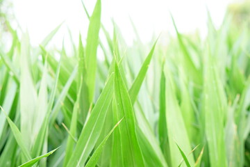 Fototapeta na wymiar green grass background for fodder