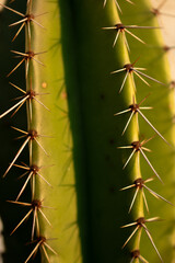 cactus close up, macro photography