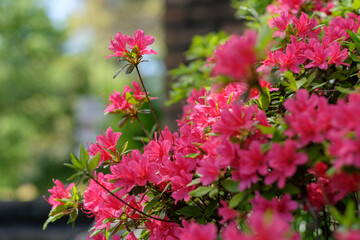 春の陽光のもとに咲くサツキ