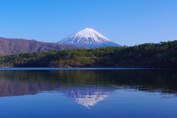 20220422西湖根場浜からの青空快晴の逆さ富士山