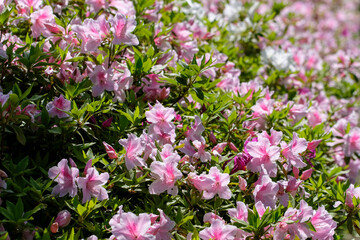 春の陽光のもとに咲くツツジ