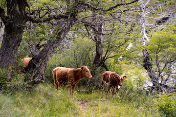 Horizontal shot of a group of cows in a pasture with trees, Chile