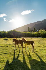 Fototapeta na wymiar Vertical view of two sibling baby horses walking together in a pasture.