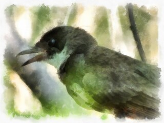 small magpie watercolor style illustration impressionist painting.