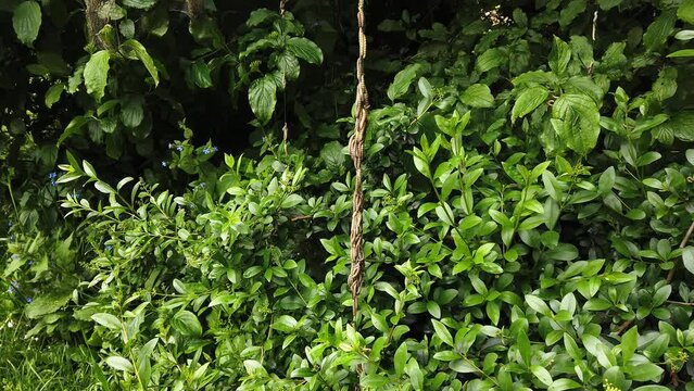Ermine moth caterpillars, yponomeutidae, dangling on a strand of silk web.  Real time.